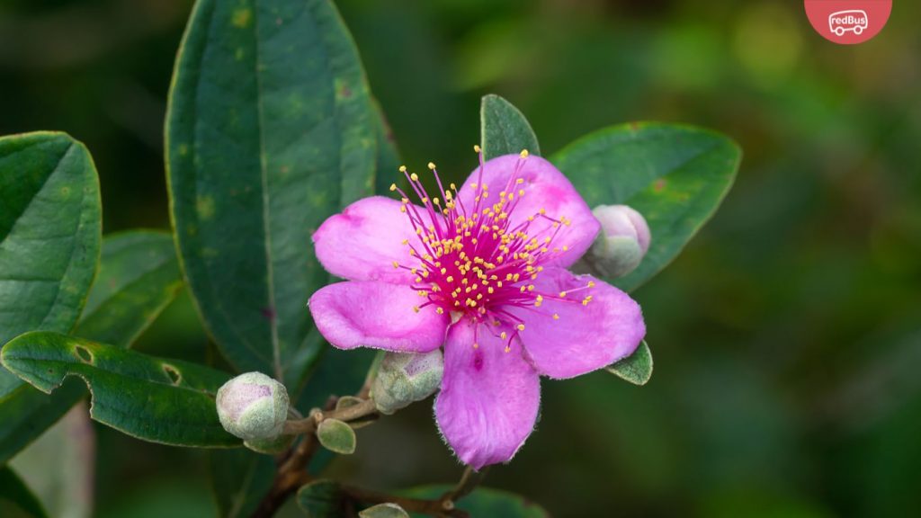 Rose-myrtle-Phu-Quoc-National-Park